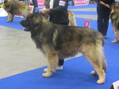 Du Clos Des Papes - Européan Dog Show Genève - Diogène