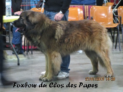 Du Clos Des Papes - Foxbow - expo Perpignan