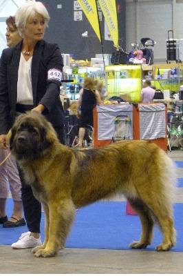 Du Clos Des Papes - Européan Dog Show Genève - Gorde