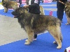  - Européan Dog Show Genève - Diogène