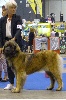  - Européan Dog Show Genève - Gorde