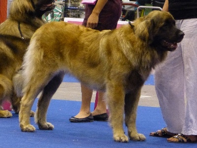 Du Clos Des Papes - Européan Dog Show Genève - Galloway