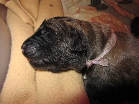 CHIOT VIOLET JULIETTE