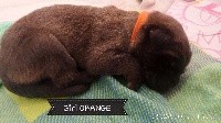 CHIOT ORANGE