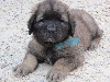 CHIOT TURQUOISE JACK